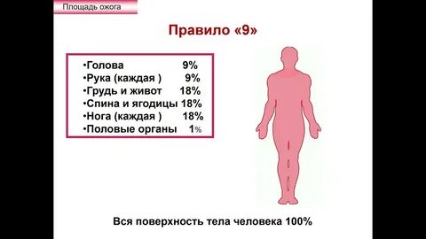 Сколько процентов от тела составляет мозг
