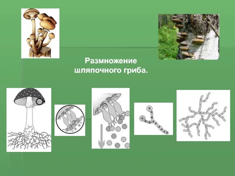 Размножение шляпочного гриба 5 класс. Размножение шляпочных грибов грибницей. Размножение шляпочных грибов 5 класс. Размножение шляпочного гриба схема. Вегетативные споры грибов