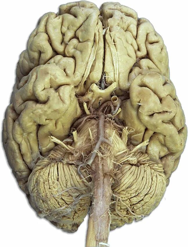 Brain nerve