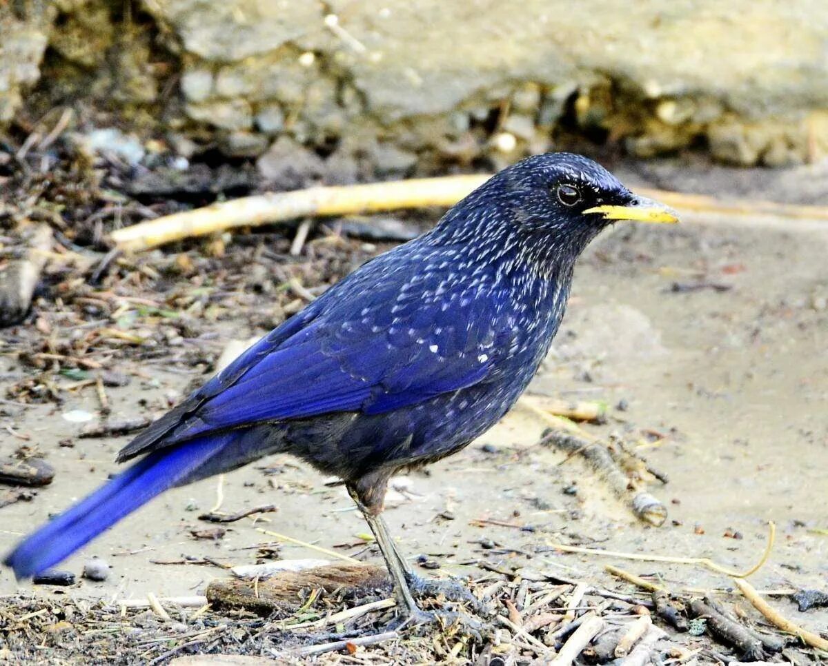 Синяя птица памира. Лиловый Дрозд (Myophonus caeruleus). Синяя птица Дрозд. Синий Дрозд аджир. Синяя птица лиловый Дрозд.