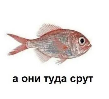 Какая рыба какает