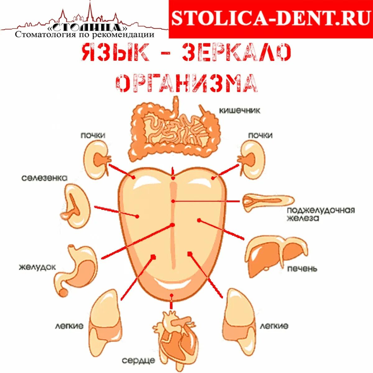 Язык человека определить болезнь. Внутренние органы по языку. Язык и болезни внутренних органов.