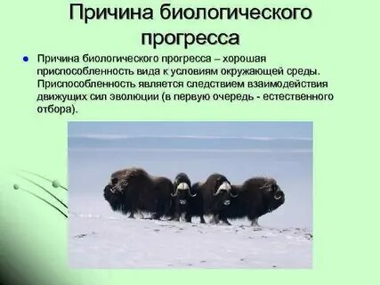 Почему биологические виды