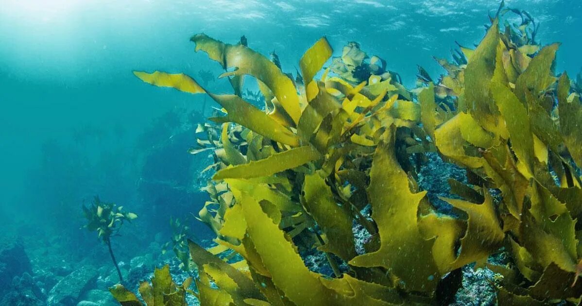 Водоросли главные. Бурые водоросли ламинария. Морская капуста ламинария. Ламинария фото. «Жемчужина моря» водоросли диатомеи.