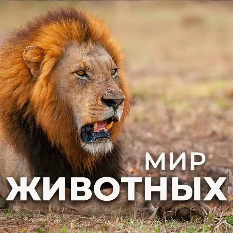 Прямой эфир про животных. Прямой эфир про животных