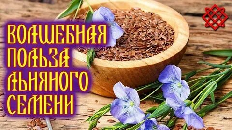 Семена льна лечебные свойства и применение