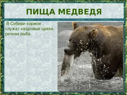Бурый медведь впр
