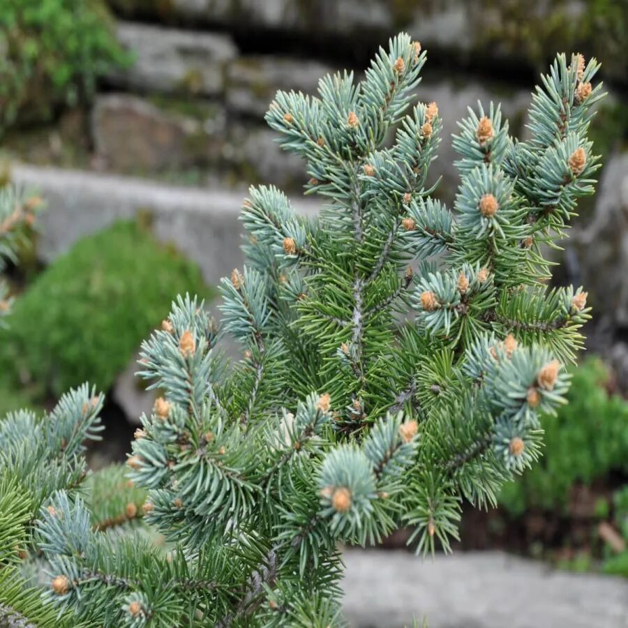 Ель колючая glauca. Ель колючая Глаука. Ель колючая Глаука Глобоза. Сосна Глаука Глобоза. Ель Глаука c3.