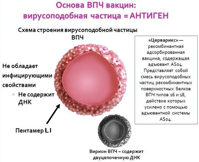 Мироспопилома человека. Вируспаппиломы человека. Вирус попиломычелоаека.