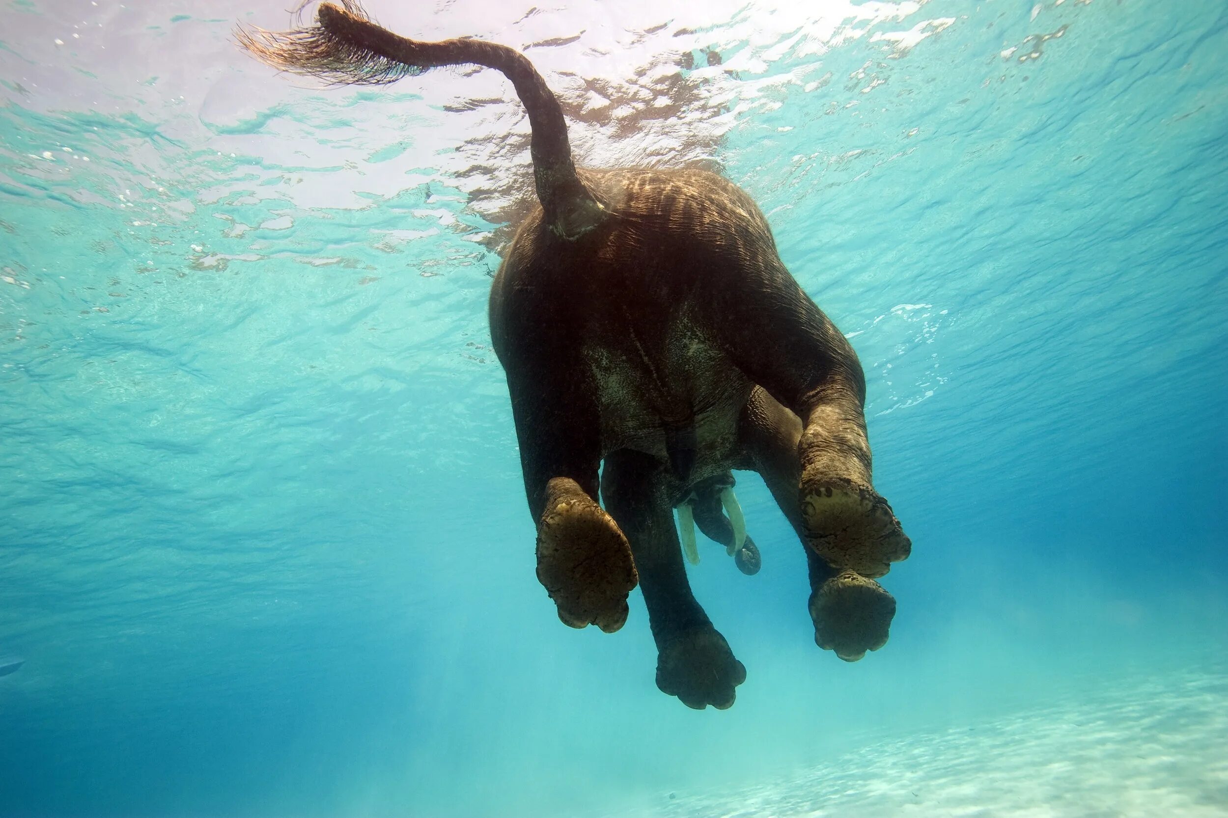 Elephant swim. Слон плывет. Слон под водой. Слоны плавают. Слон ныряет.