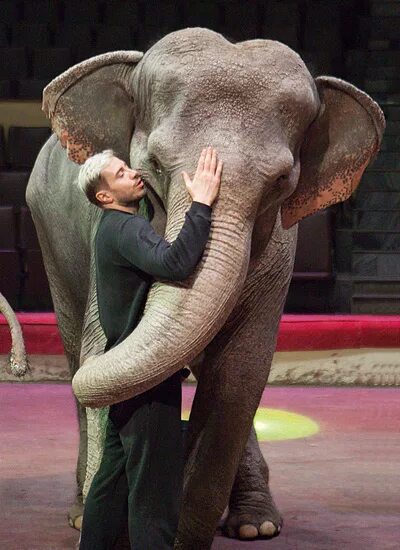 корниловы дрессировщики слонов. слоны корниловых. андрей дементьев-корнилов цирк. андрей корнилов цирк. андрей корнилов слоны.