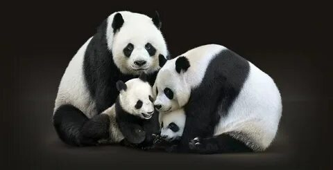 Pandas срез