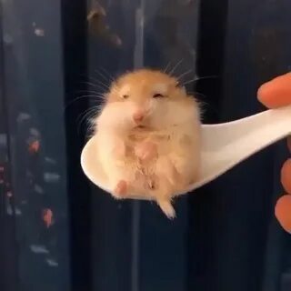 Hamster meme violin