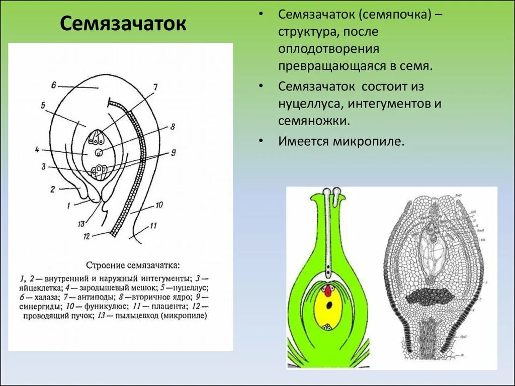 Орган растений развивающийся из семязачатка