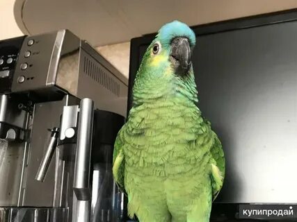 Амазон хороший