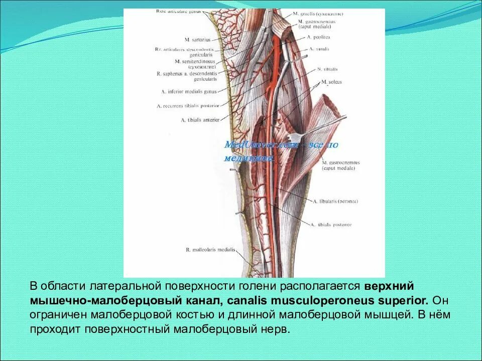 Груберов канал. Canalis cruropopliteus анатомия. Верхний мышечно малоберцовый канал топографическая анатомия. Нижний мышечно-малоберцовый канал топографическая анатомия. Верхний и Нижний малоберцовые каналы.