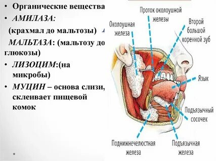 Что расщепляет ротовая полость