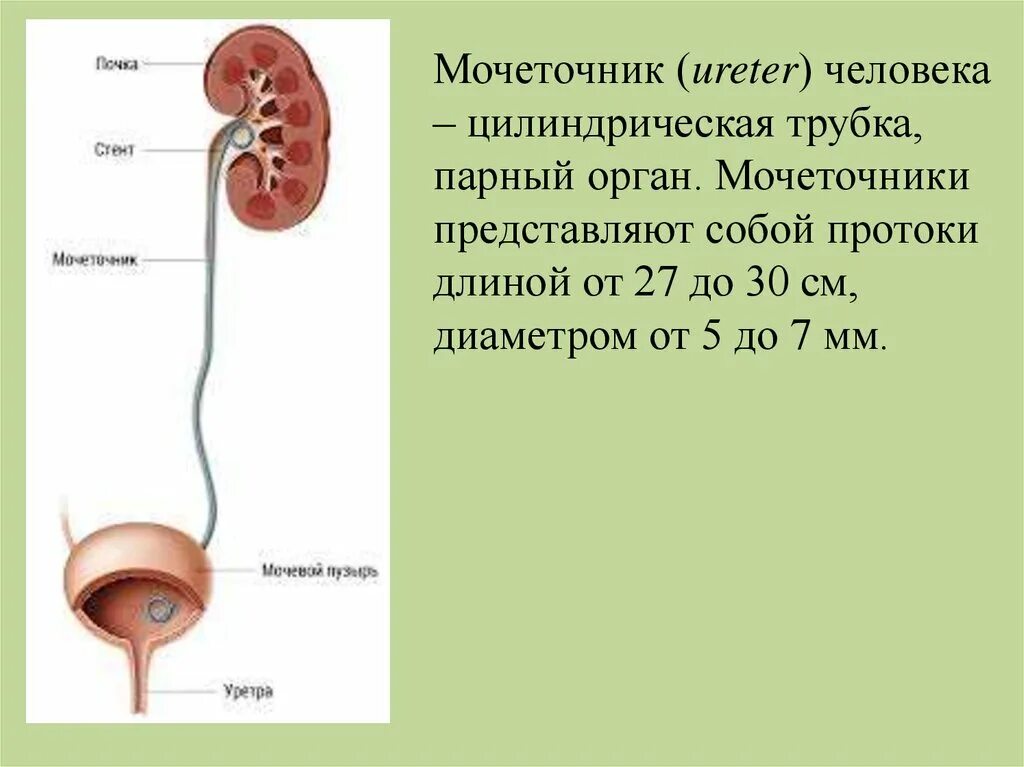 Как выглядит мочеточник. Сегменты мочеточника анатомия. Камень в Устье правого мочеточника 4 мм. Устье мочеточника почки. Камень в Устье мочеточника 5 мм.