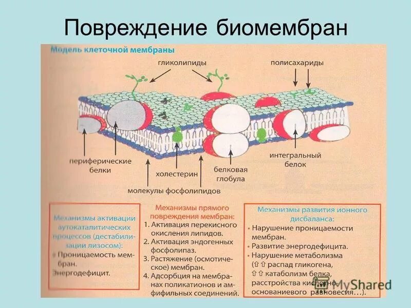 нарушение проницаемости клеточных мембран