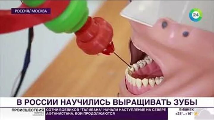 Растить зубы. Научились выращивать новые зубы. когда научатся выращивать зубы.