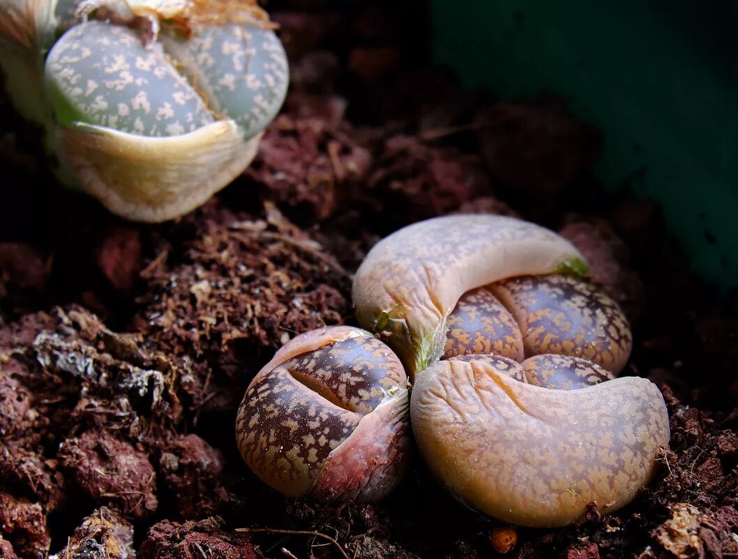 Литопс линька. Литопс линька. Литопс линяет. Литопс marmorata. Литопс джезин.