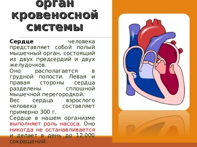 Сердце является полым мышечным органом разделенным на. Сердце является полым мышечным органом разделенным на