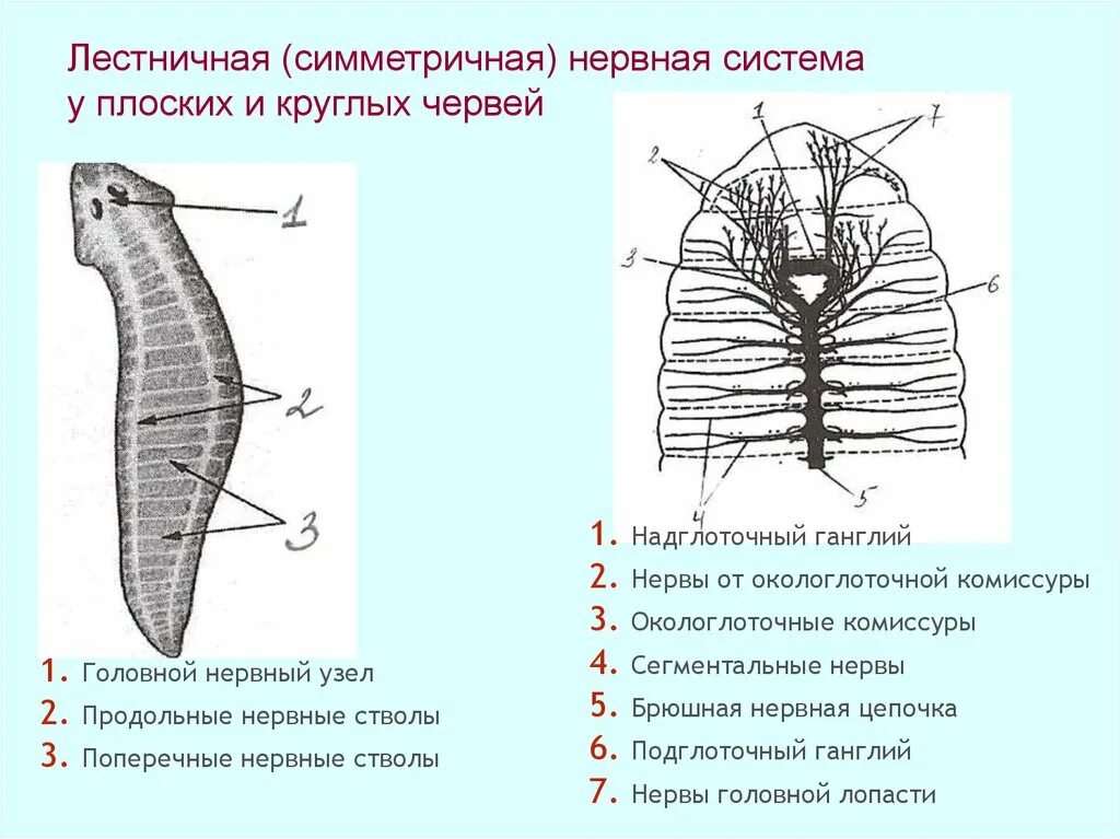 Нервная система лестничного типа у какого червя. Нервная система лестничного типа у червей. Строение нервной системы плоского червя. Нервная система круглых червей комиссуры.