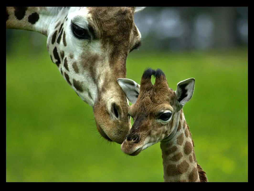 Сколько всего детенышей жирафа родилось за два. Интересное о животных. Факты о животных. Удивительные факты о животных. Невероятные факты о животных.