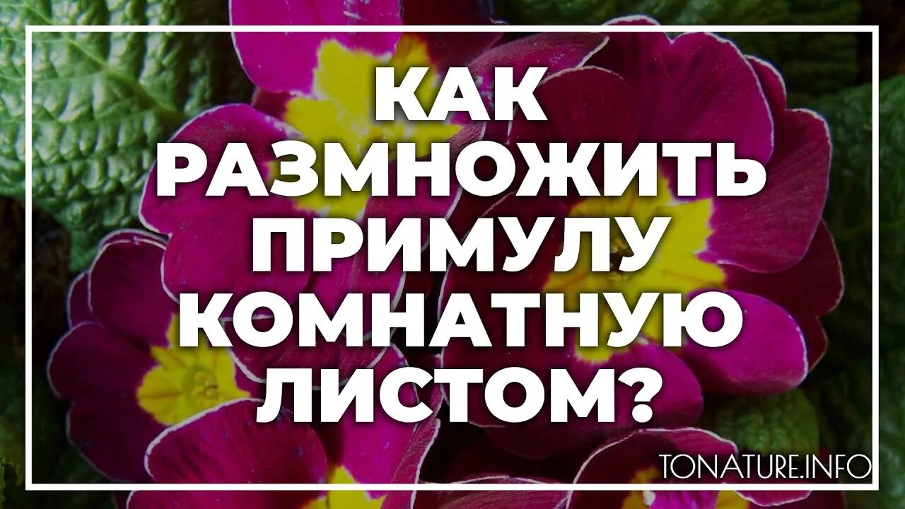 Как размножается примула комнатная. Размножение примулы листочком. Как размножить примулу. Примула комнатная размножение листом.