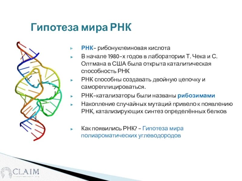 Рнк термины. Мир РНК гипотеза. РНК. Мир РНК теория происхождения жизни.