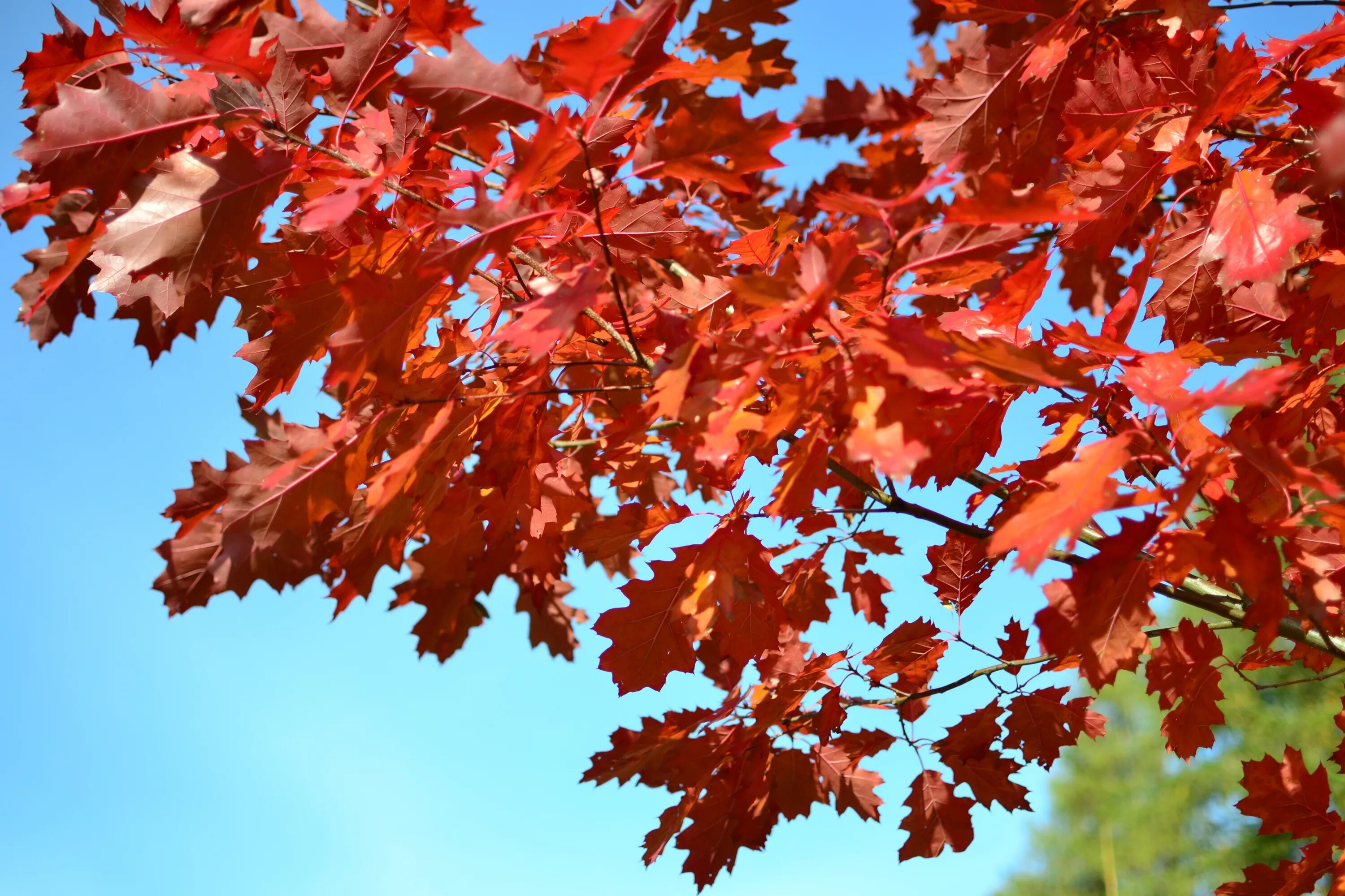 Дуб красный Quercus rubra. Клён канадский краснолистный. Клен красный autumn Radiance. Quercus rubra (дуб красный) 'Aurea'. Песня где дубы и клены