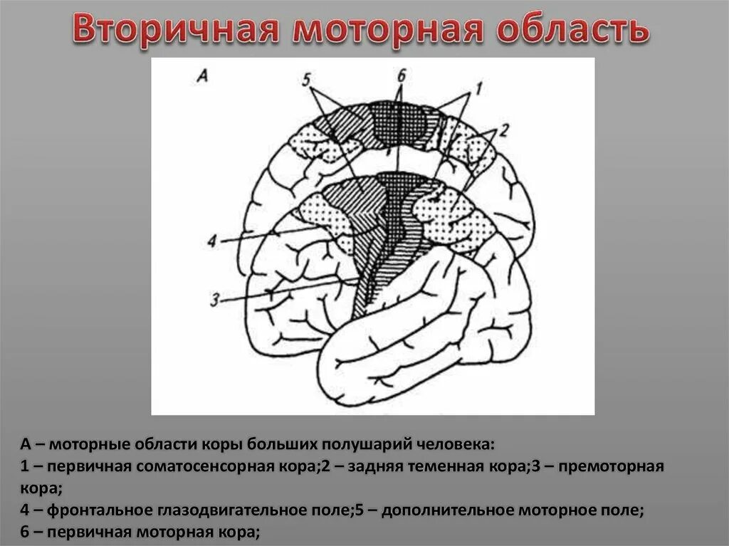 Моторные зоны мозга. Моторная зона коры головного мозга. Моторные области коры больших полушарий. Двигательные области коры больших полушарий. ). Вторичная моторная область коры.