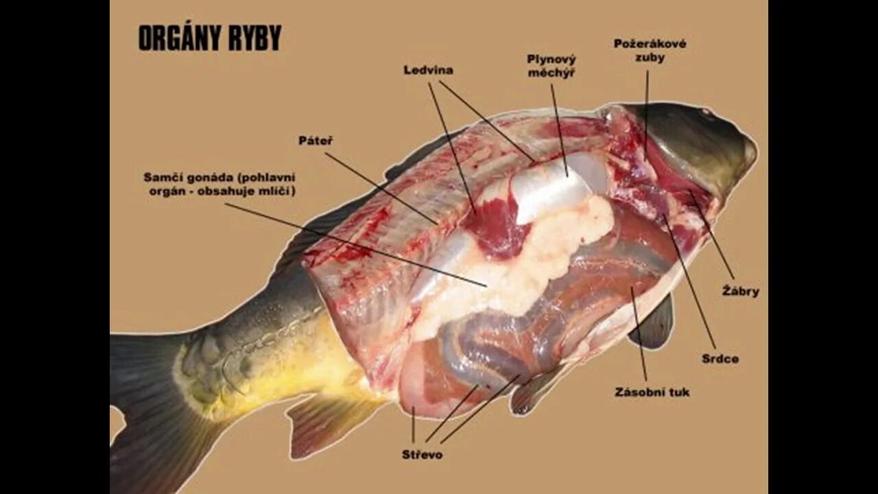 Fishes and amphibians