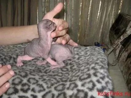 Котятам сфинкса месяц чем кормить