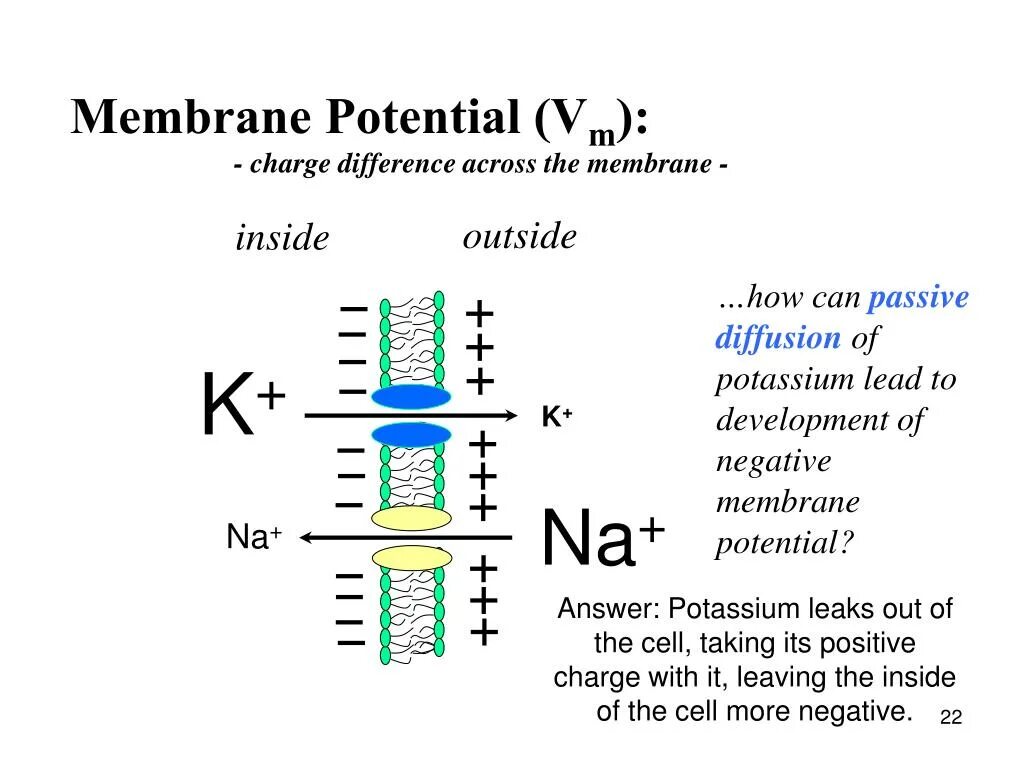 Has potentials