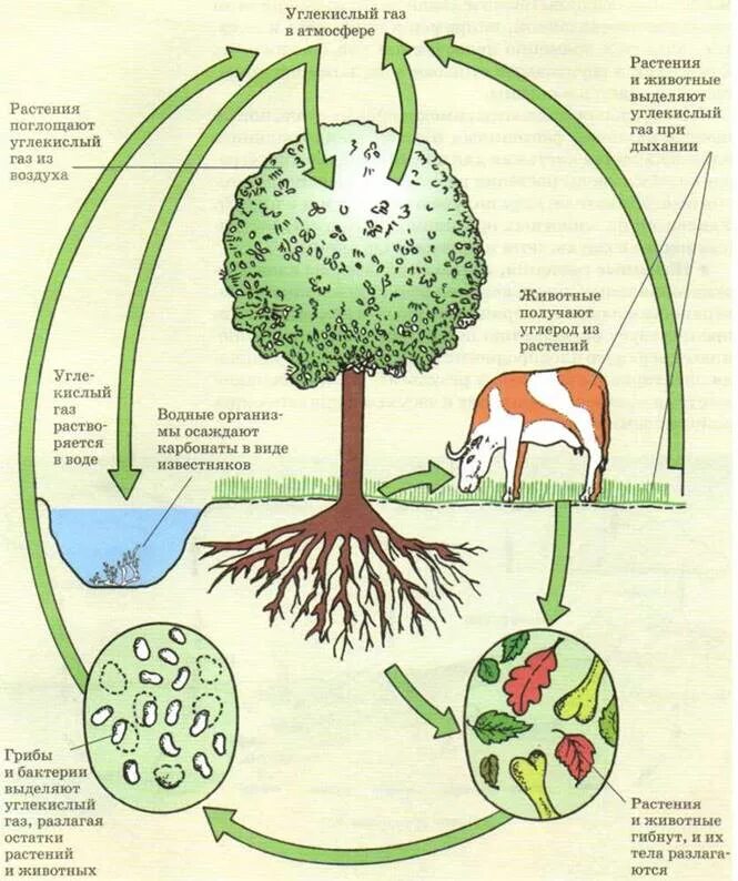 Растения усваивают азот из воздуха. Круговорот углерода в природе схема. Круговорот углерода в биосфере схема. Схема круговорота углерода в водной экосистеме. Схема круговорота углерода в водной и наземной экосистемах.
