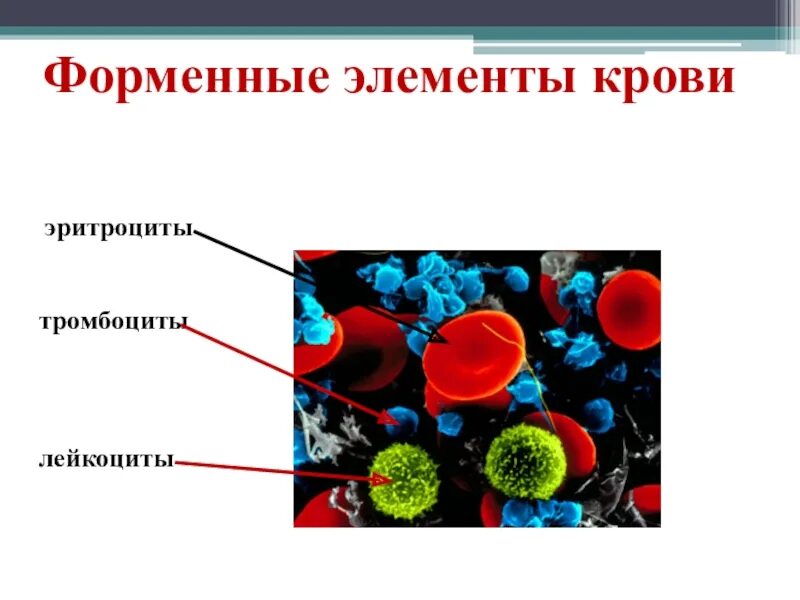 Снижение форменных элементов. Кровь эритроциты лейкоциты тромбоциты. Состав крови эритроциты форменные элементы лейкоциты тромбоциты. Схема форменные элементы крови эритроциты лейкоциты тромбоциты. Таблица клетки крови эритроциты лейкоциты тромбоциты.