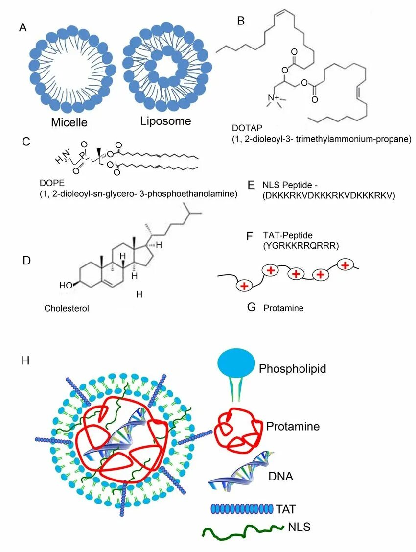 Липосома. Lipid Nanoparticles. MRNA and lipids Nanoparticles. Пептиды липиды.