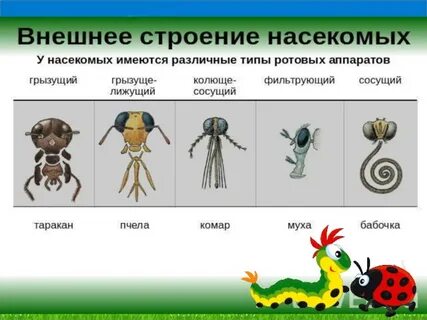 Сравнение насекомых
