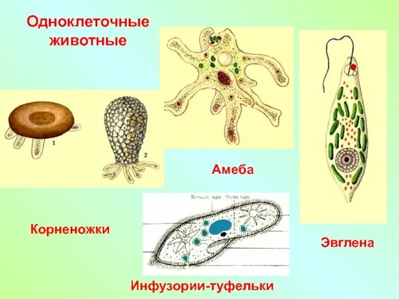 Список простейших организмов. Одноклеточные животные 5 класс биология амеба. Корненожки амеба. Одноклеточные животные 5 класс биология. Биология 5 класс одноклеточные животные амеба и инфузория.