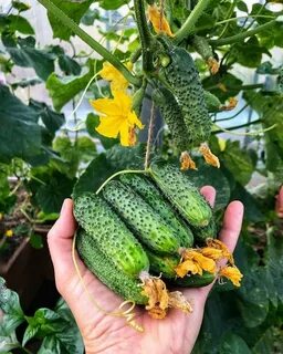 Огурцы корнишоны сорта для теплицы