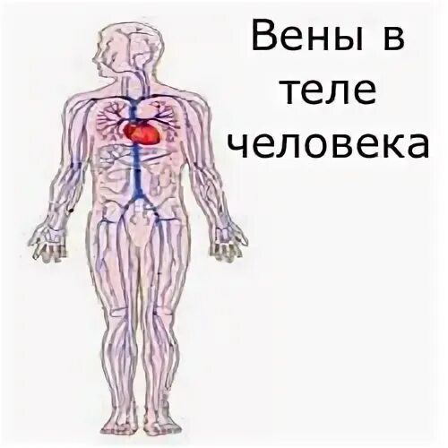 Вены безмышечного типа примеры ОРГАНЫ СЕРДЕЧНО-СОСУДИСТОЙ СИСТЕМЫ