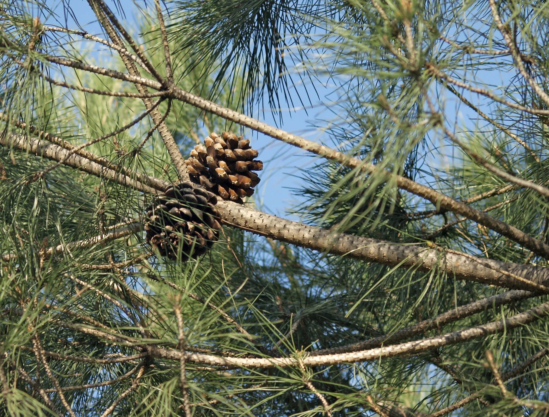 Хвойные орехи. Pinus pinea. Пиния (Pinus pinea). Pinus pinea шишки. Сосна итальянская Пиния.