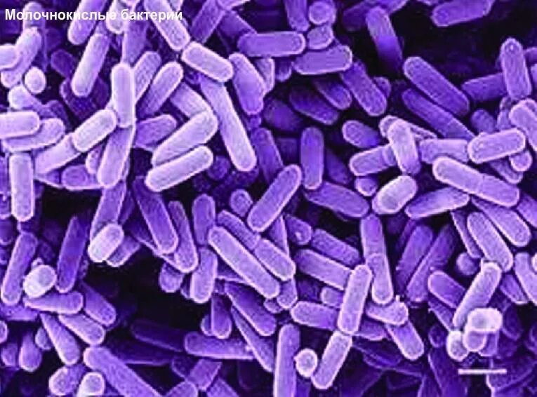 Ацидофильные лактобактерии (lactobacillus acidophilus). Lactobacillus plantarum и криопротекторы. Аэробные лактобациллы. Молочнокислые бактерии лактобациллы. Лактобациллус ферментум.