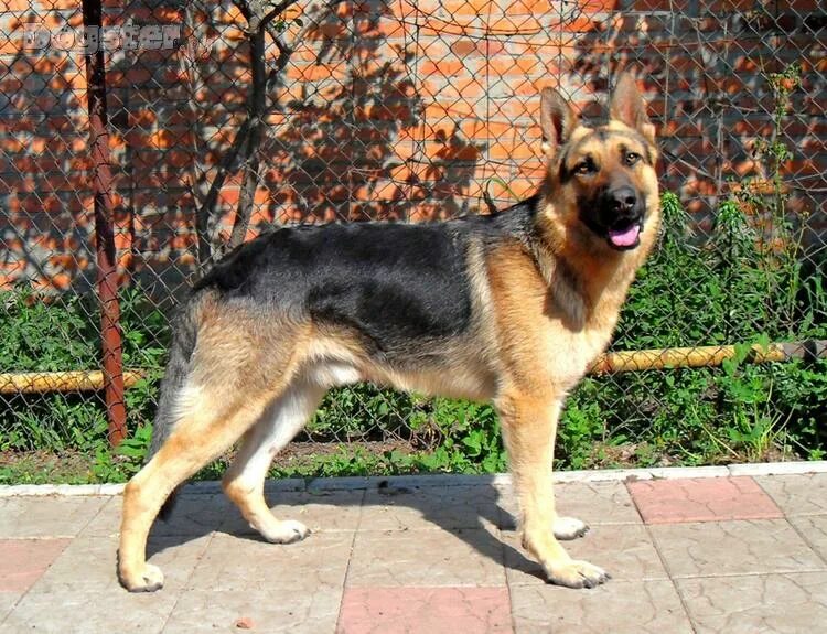 восточно-европейская овчарка чепрачная. зонарно рыжая восточно европейская овчарка. восточноевропейская овчарка зонарно серая. восточноевропейская овчарка зонарно серая. восточно-европейская овчарка чепрачная.