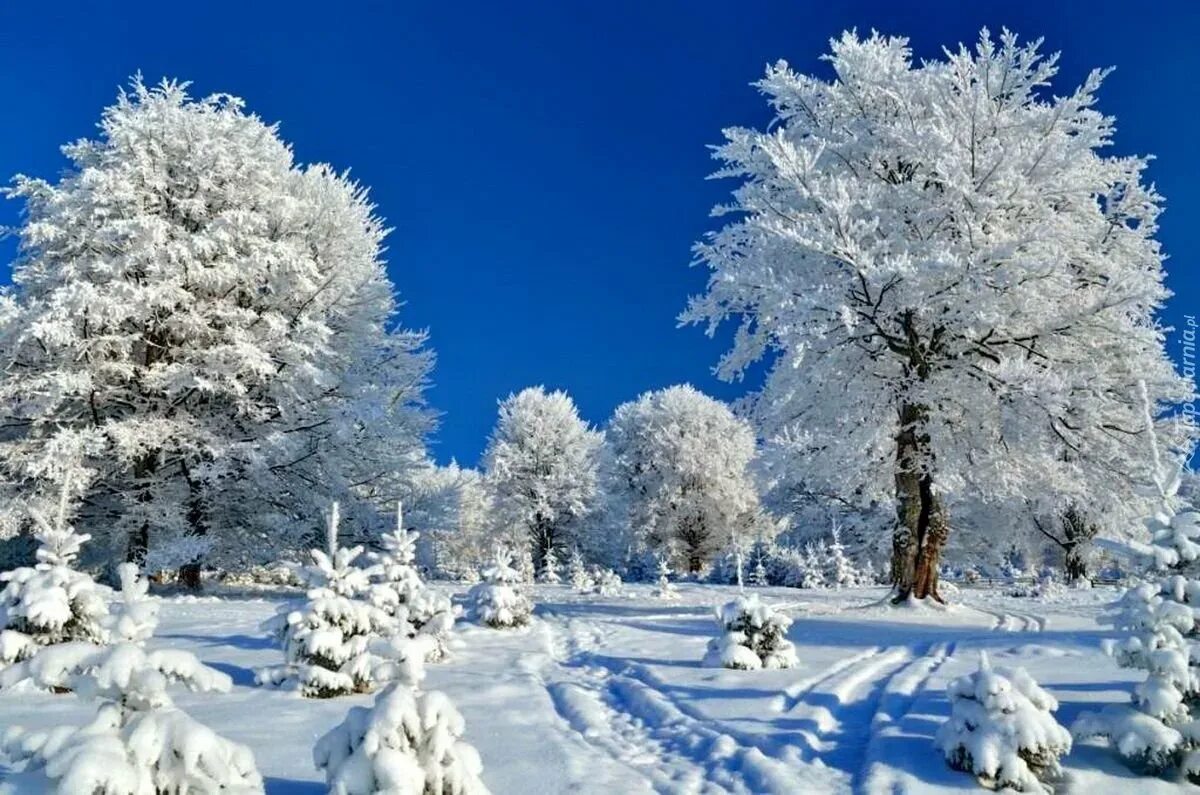 Первый день зимы. Красивая зима. Наступила зима. Открытка зимняя. Открытка красивый зимний день