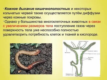 Кожное дыхание у животных