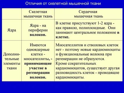 Отличие сердечной мышечной ткани от скелетной