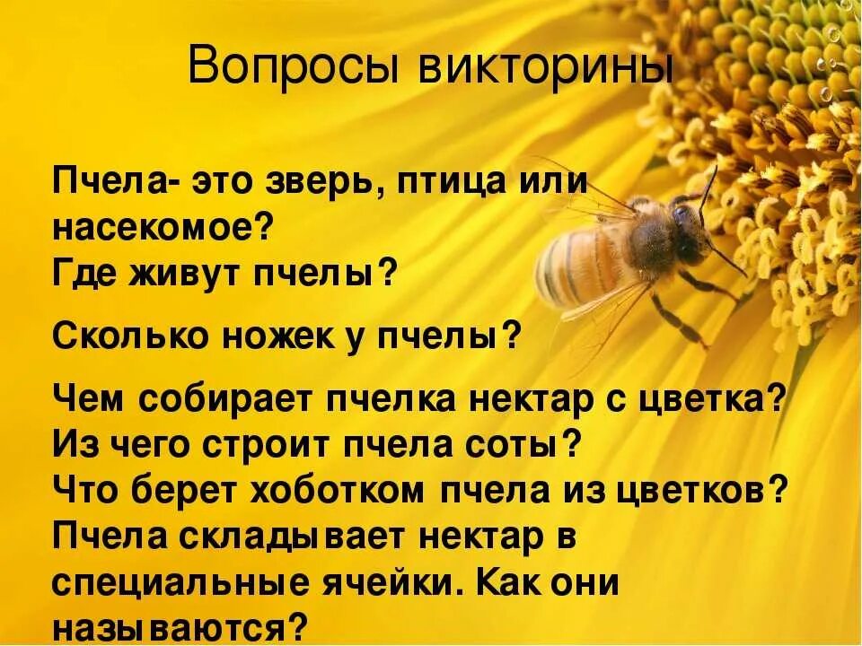 Пчеловодство интересное и полезное занятие текст. Пчела для детей. интересное о пчелах для детей. факты о пчелах.