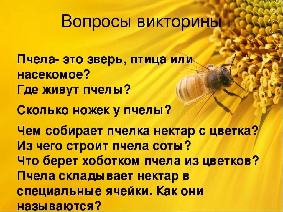 Текст про пчел. Пчела для детей. Интересное о пчелах для детей. Факты о пчелах.